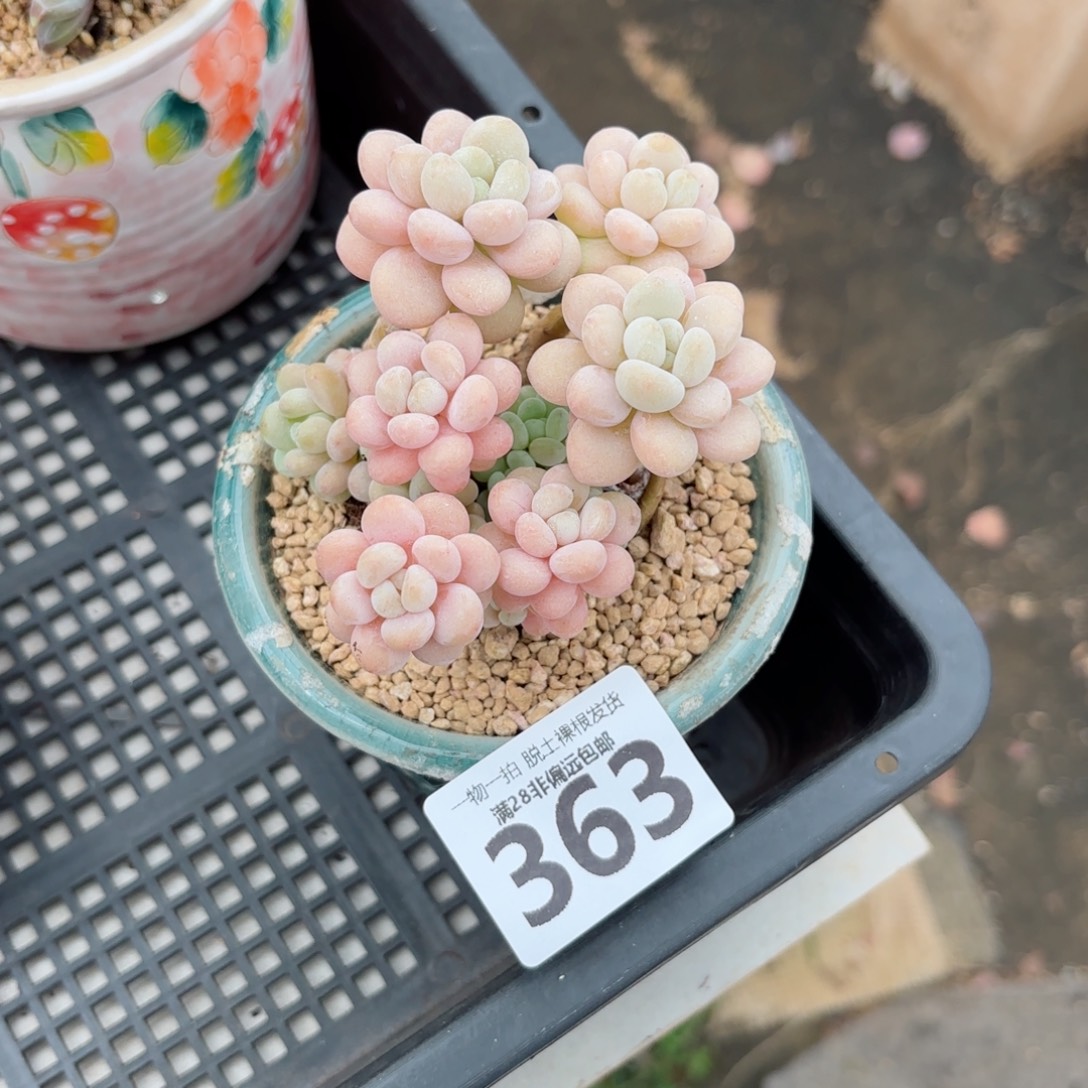 韩系洛可可无盆土发货