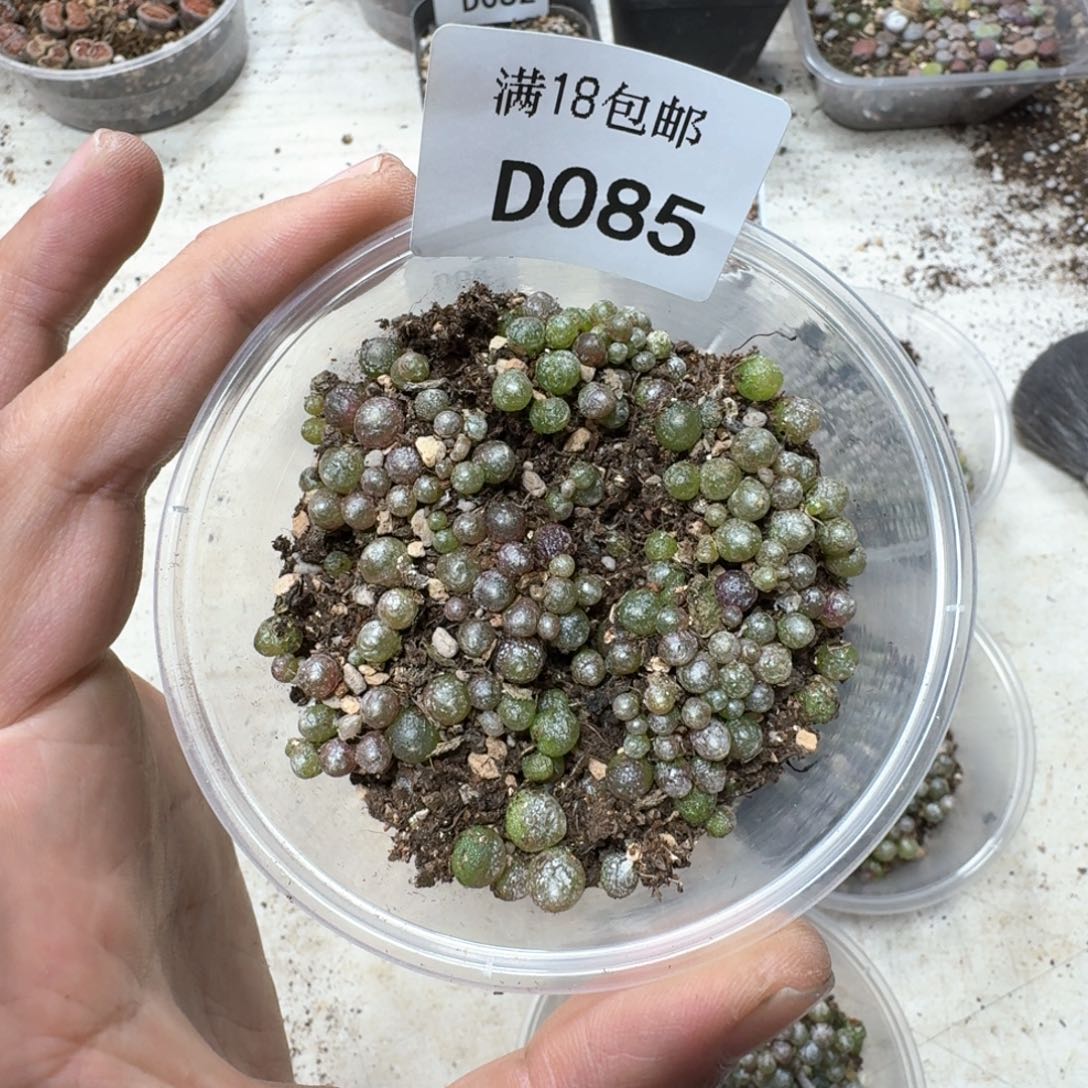 D085。小灯泡一盒