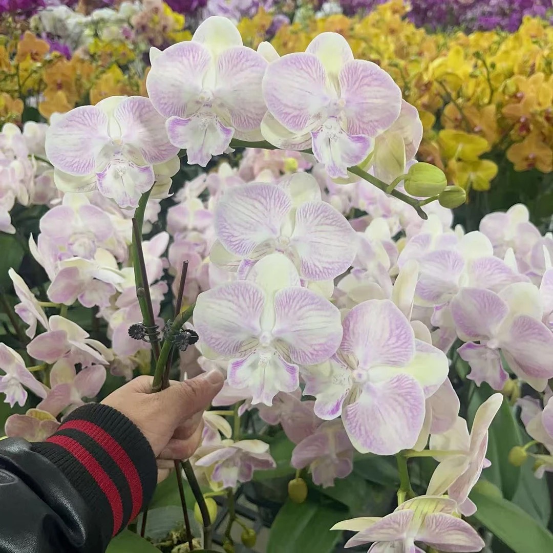 花悦里【彩蝶】3.5寸粉色大花 带花带花苞 广州花卉源头基地