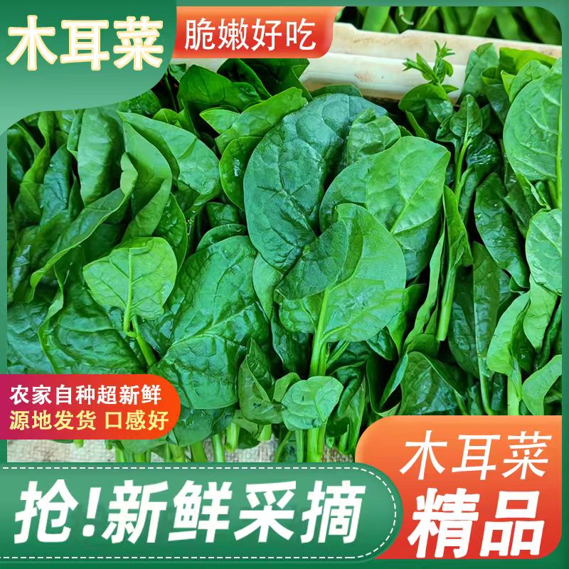 木耳菜新鲜现摘软浆叶豆腐菜江苏特产农家自种时令蔬菜火锅菜