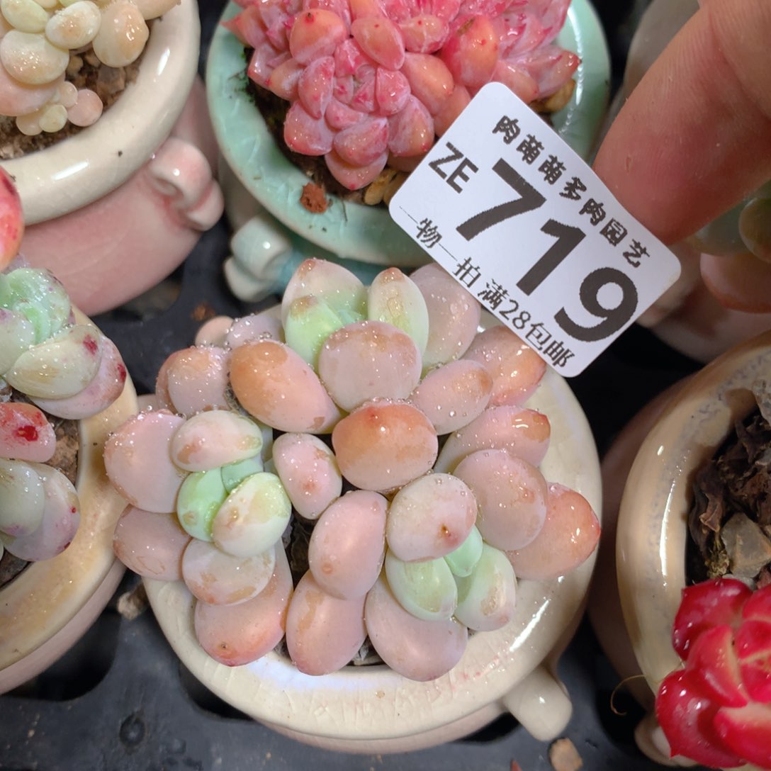 5CM拇指盆精控多肉ZE719