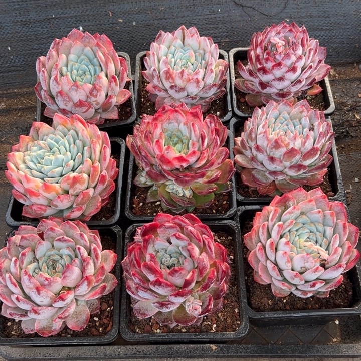 精品多肉植物老桩随机发一棵月神