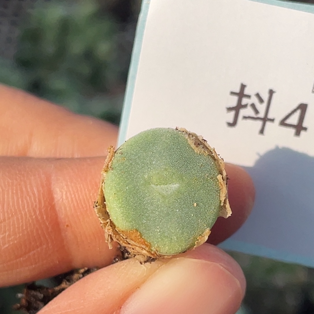 4-19毛钮扣多肉植物