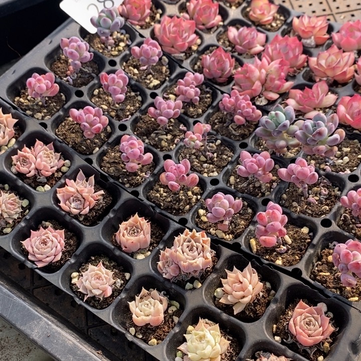 28 多肉植物盆栽花卉