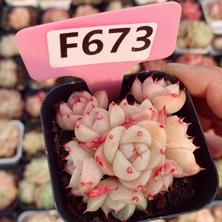 麦秆6cm不包整群