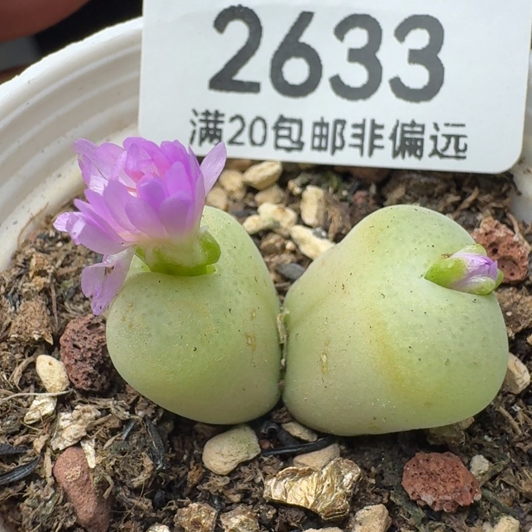 翠光。             