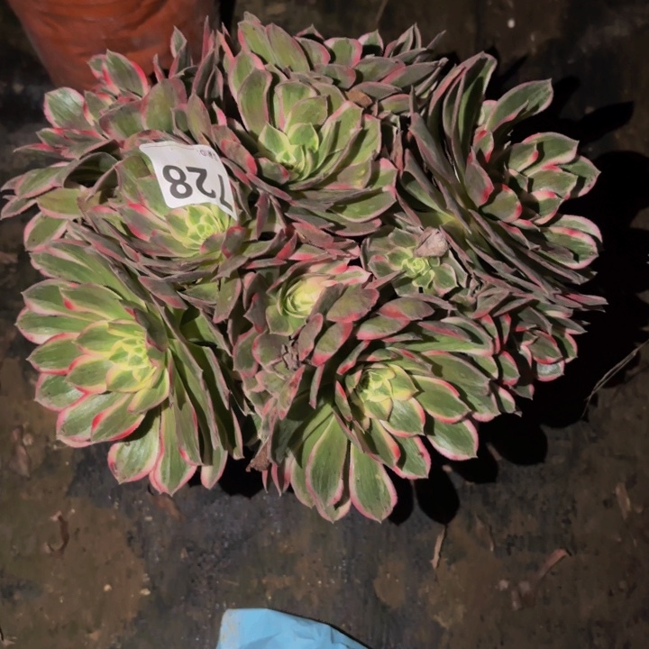 728玉芙蓉多肉植物