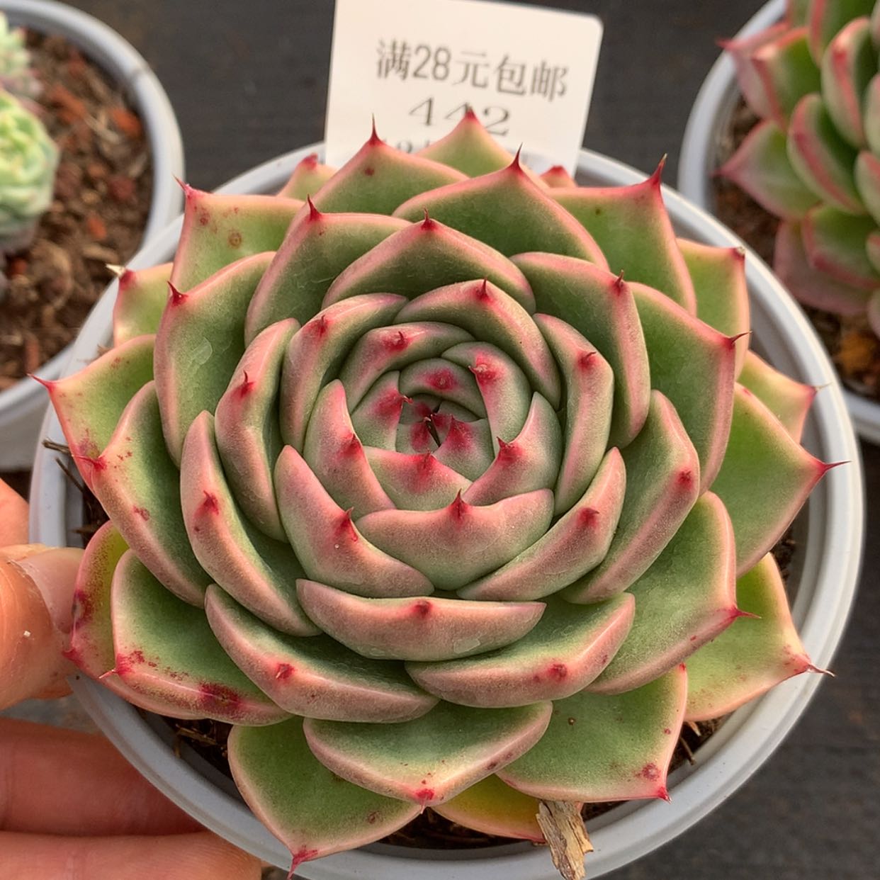 【闪购商品】云442号