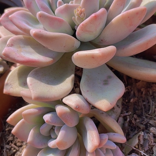 多肉植物。。。。。。。，。。。。。。