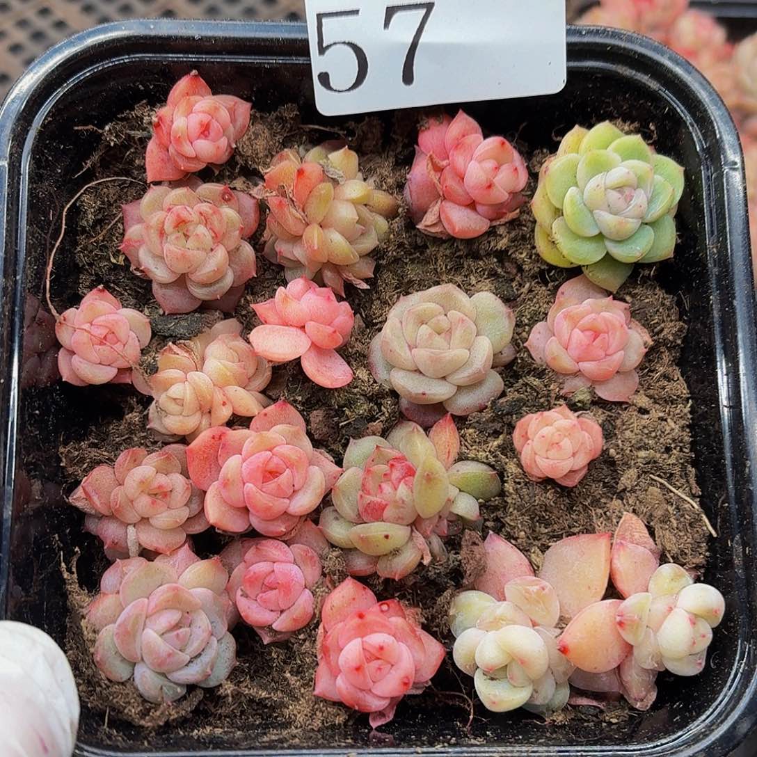 多肉植物多肉植物57