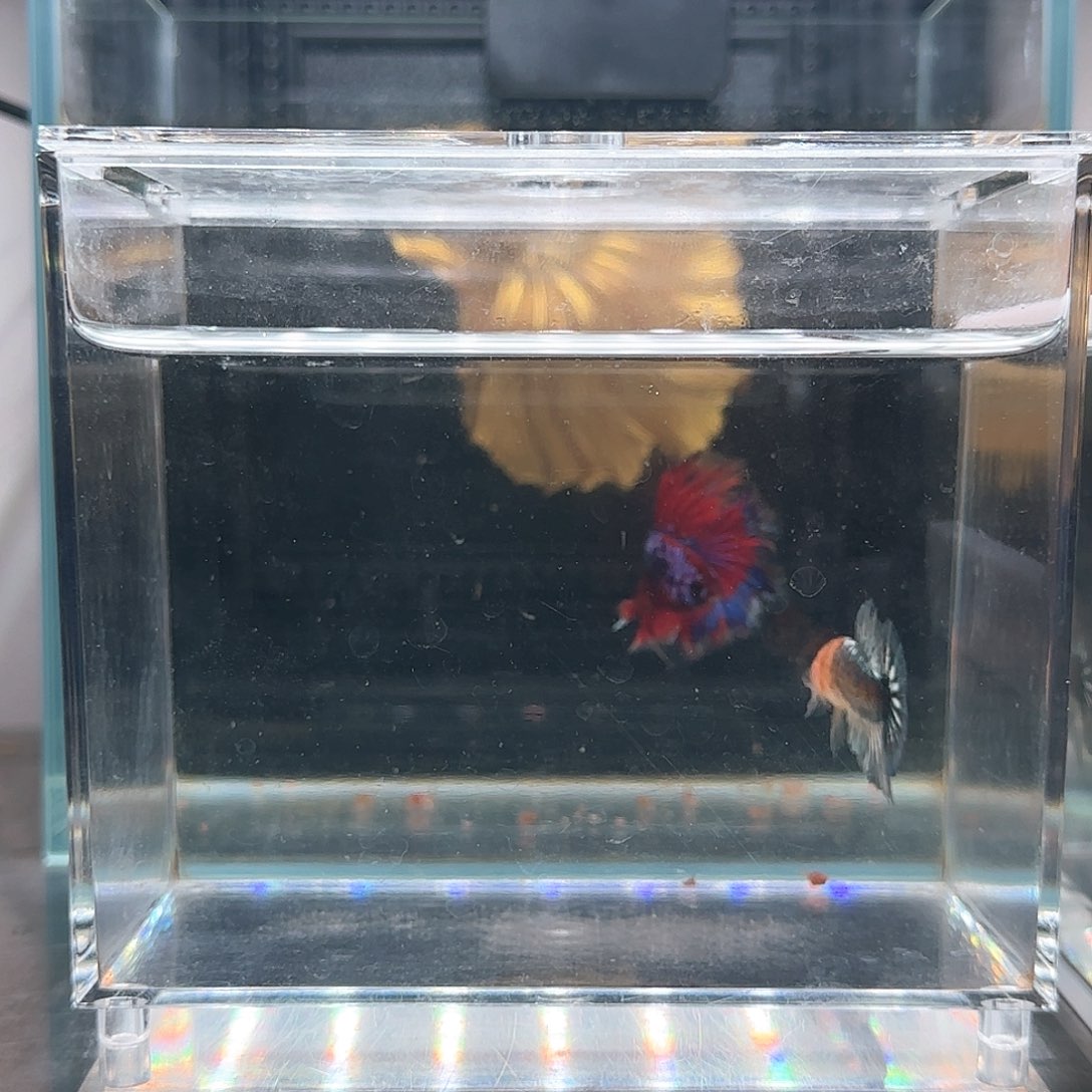 斗鱼活体观赏鱼好养耐活