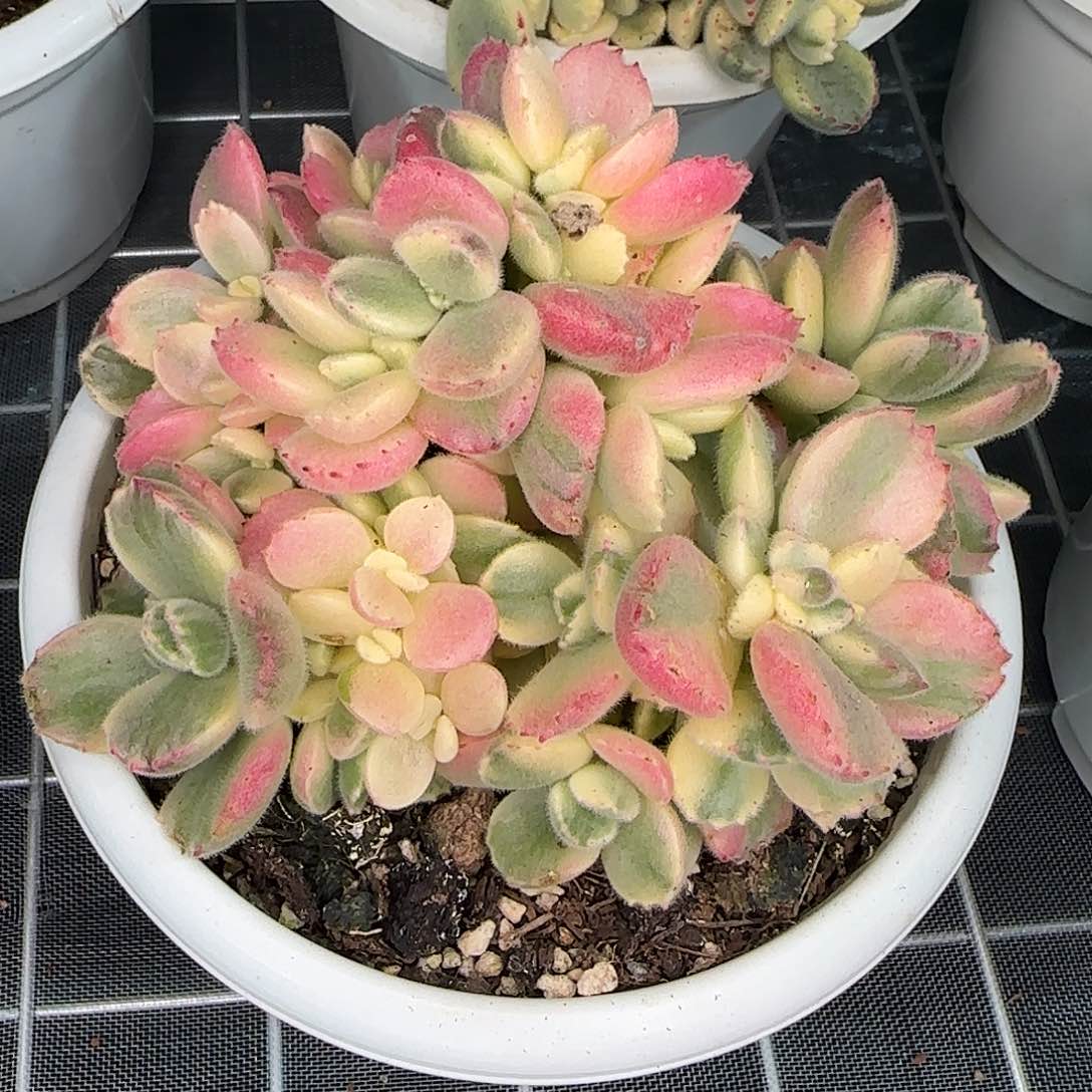 从前慢花园精选彩虹熊