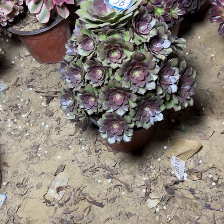 多肉植物桃花石法师38
