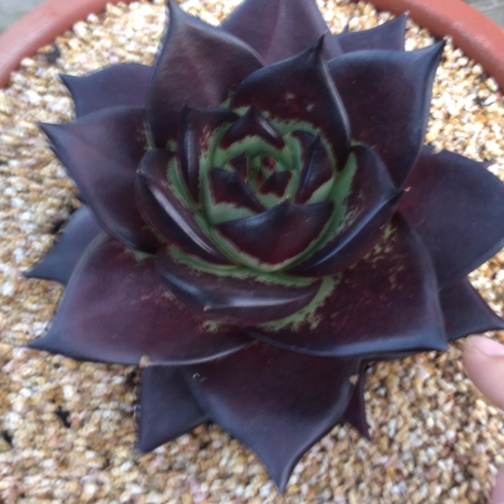 魔莲宽叶00000000007