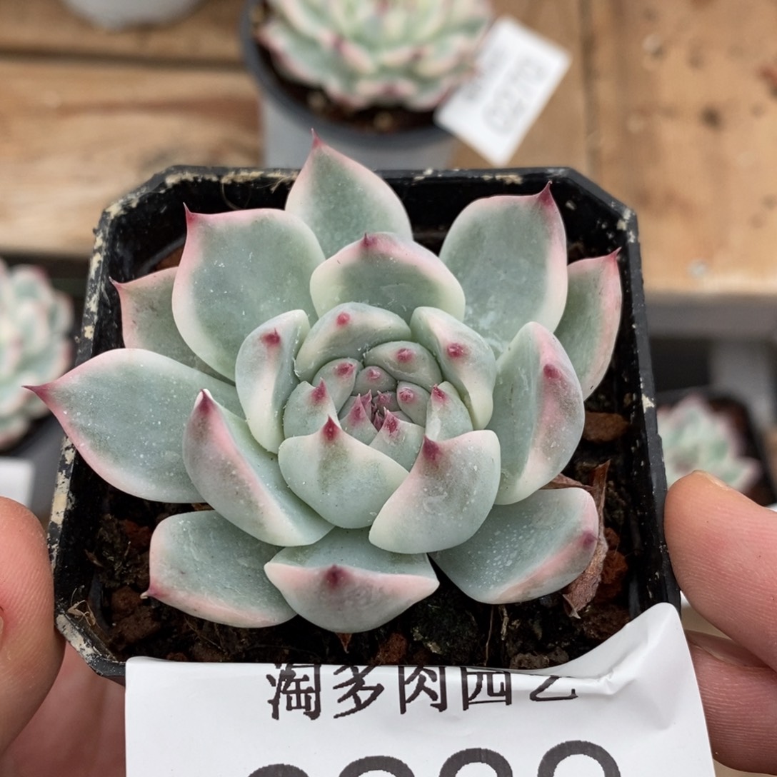 吉娃娃锦多肉植物0239
