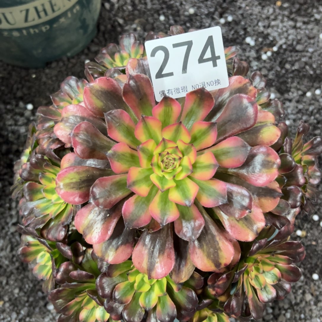 我是真的很喜欢这个