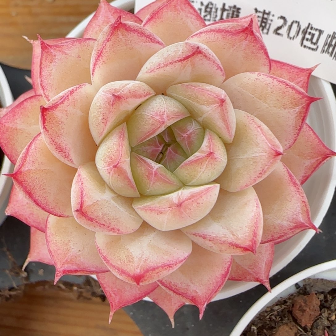 花语逸镜0215-223