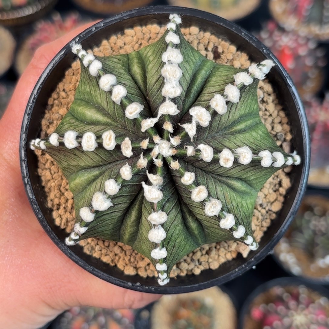 泰系米哈实生福利160