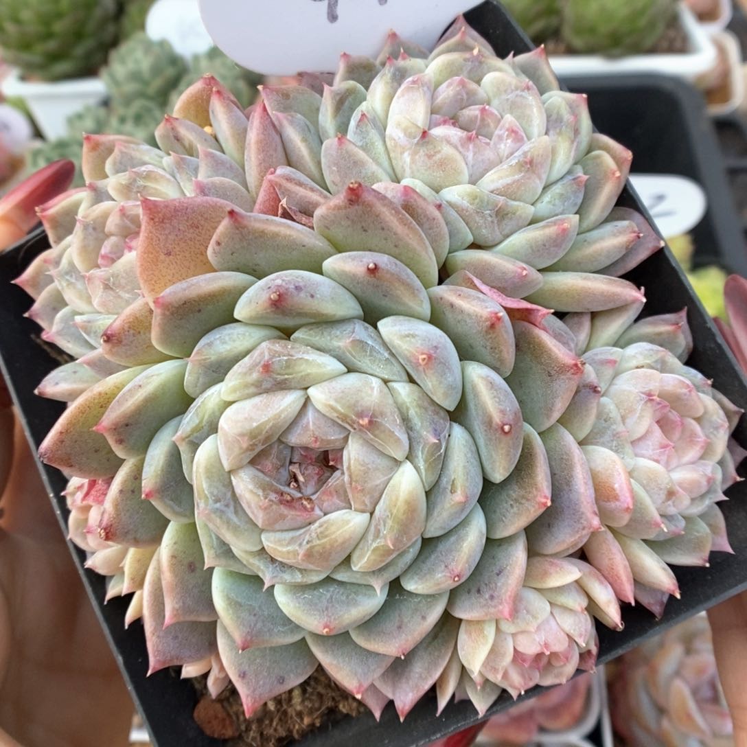 薄荷绿透底冰魄群生4401号