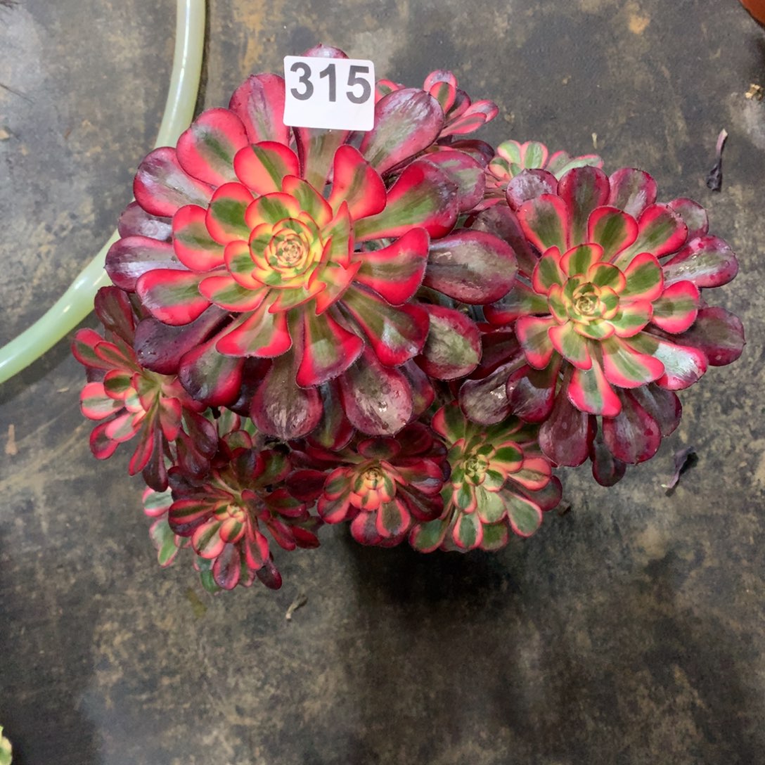 新***月香奈儿315法师多肉植物3500000