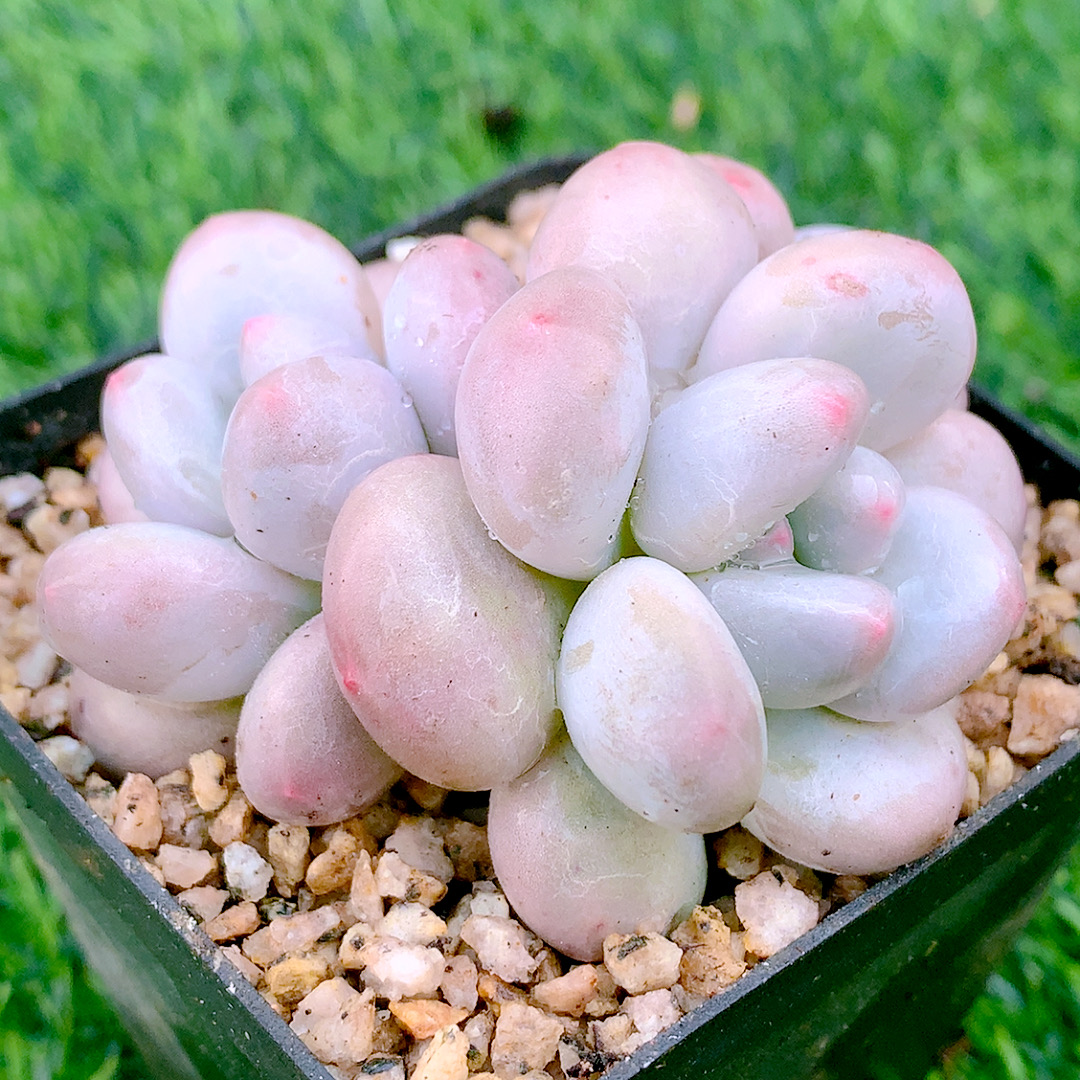 香水双群6-9CM【花界草堂】精品多肉阳台盆栽新手易养一单包邮
