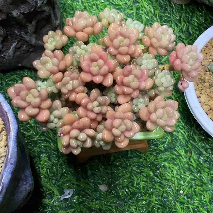 鱼子酱老桩一物一拍