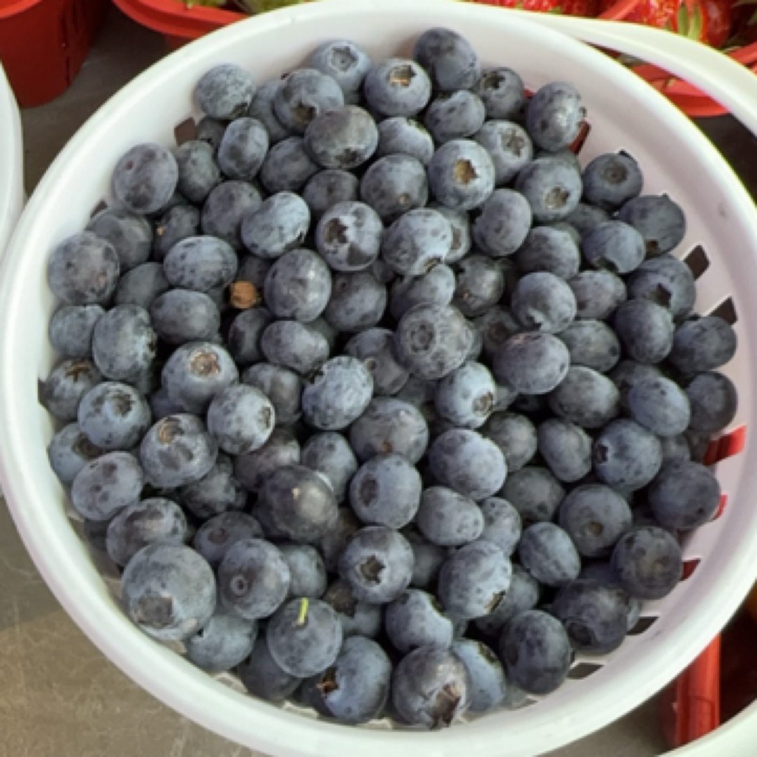 云南蒙自L25花香脆甜蓝莓基地鲜采15MM果子 一桶两斤（粉丝加送半斤）新鲜采摘应季鲜果云南省