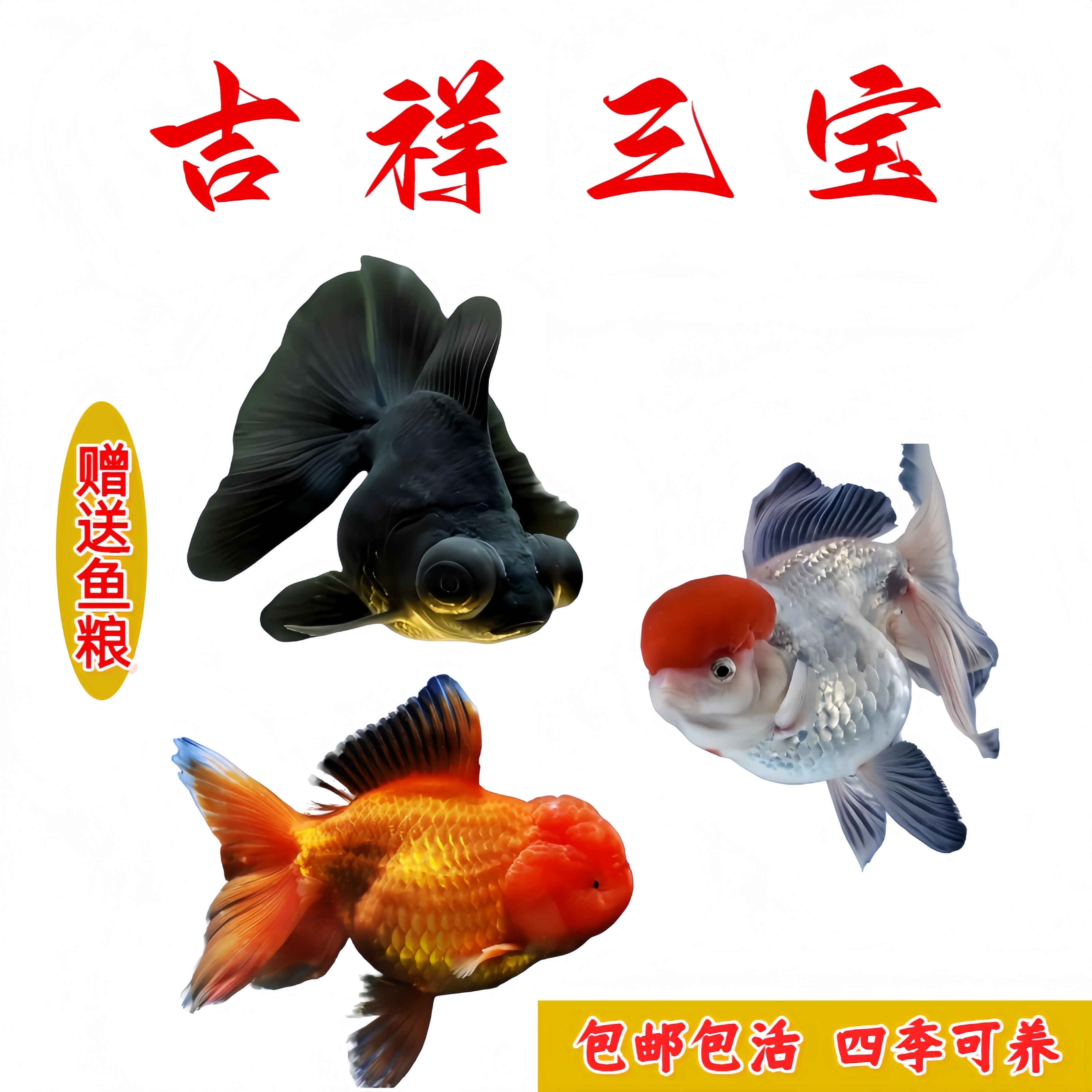 5-7cm鸿运当头+红狮+黑龙睛（各2条）包活5条