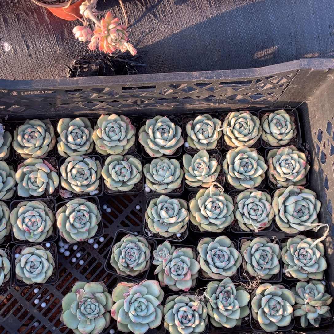 一组6颗带盆土发货