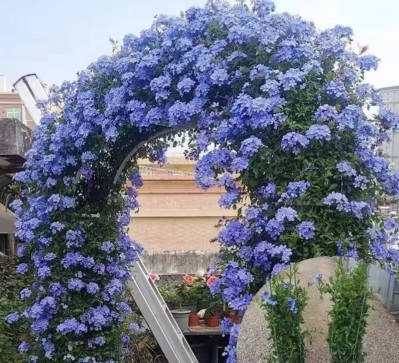 130盆蓝雪花盆栽耐热耐晒好养易爆花适合阳台庭院种植
