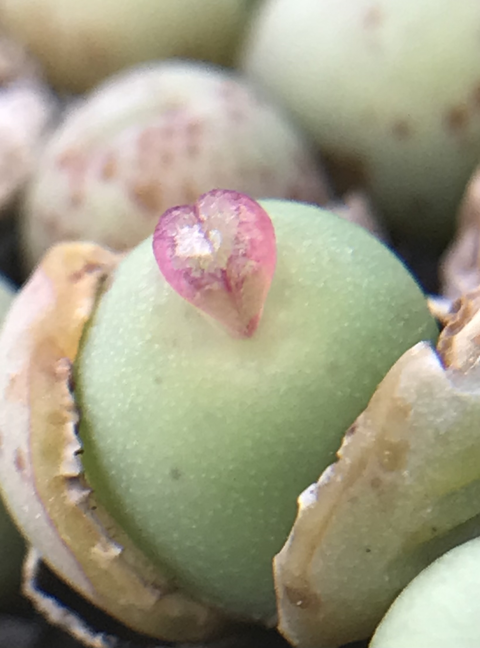 嘟嘴、海豚嘴、标价是图234单头价格，可直播间选货