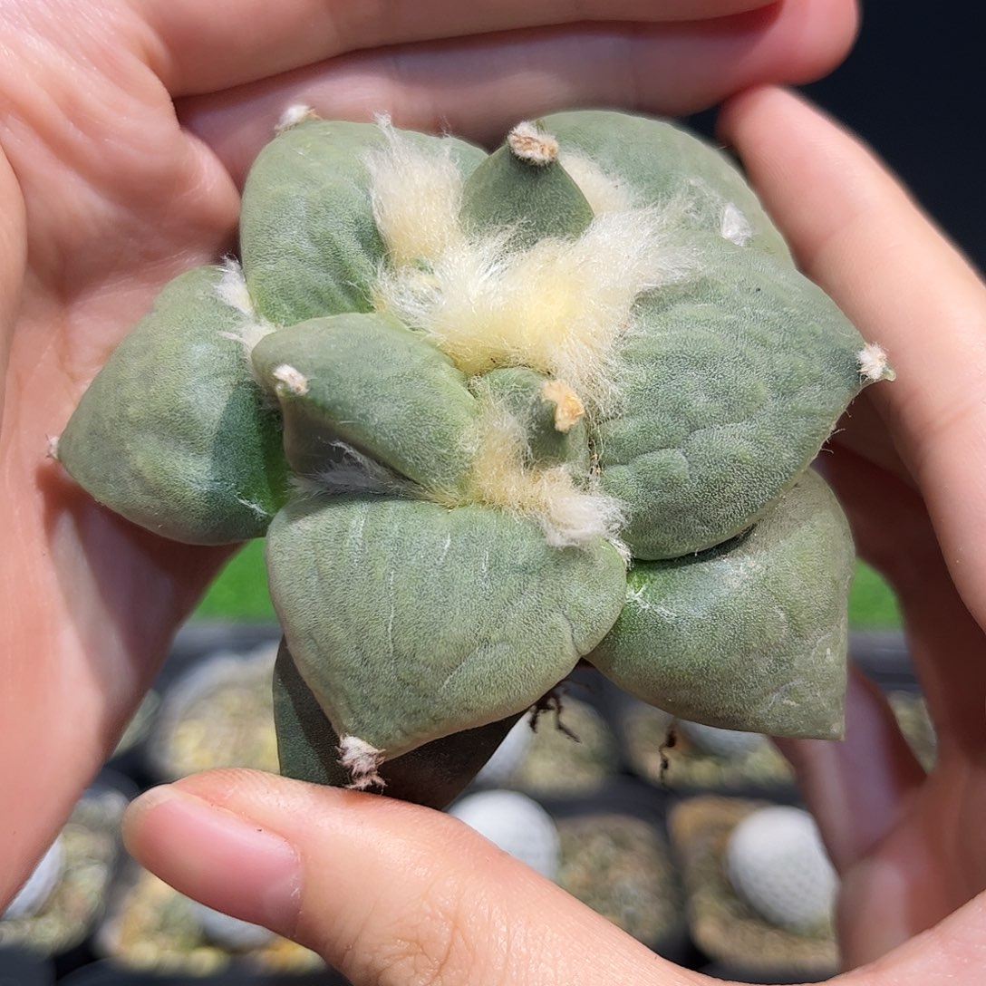 6.5cm自根丸尤青瓷牡丹肥嘟嘟