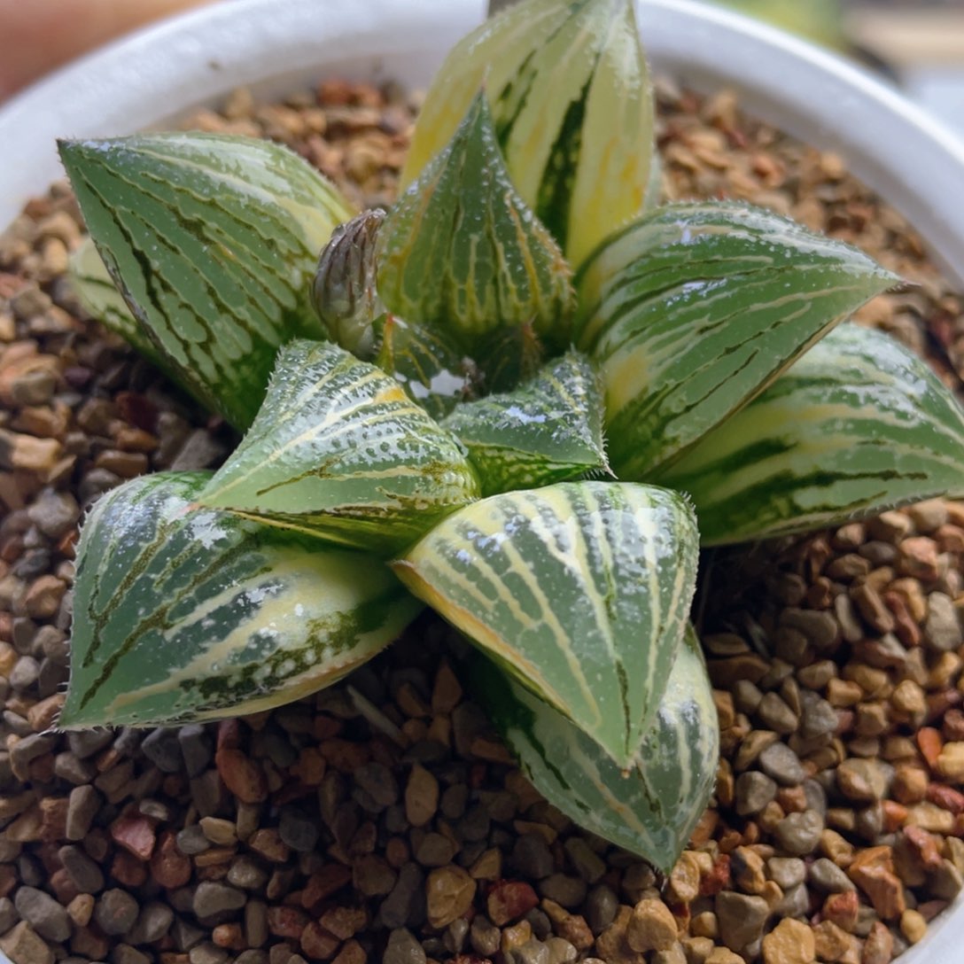 30.十二卷多肉芭提雅实生寿锦。