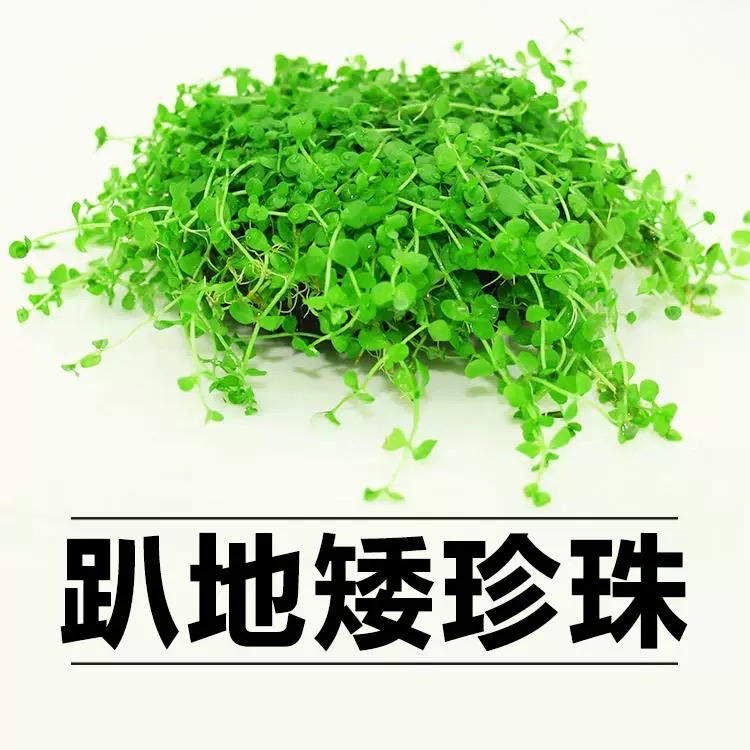 矮珍珠坨草 新手懒人适用前景阴性水培植物