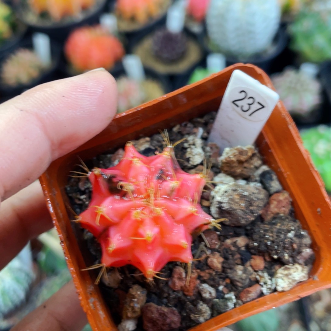 盆5公分满25包邮裸根发货