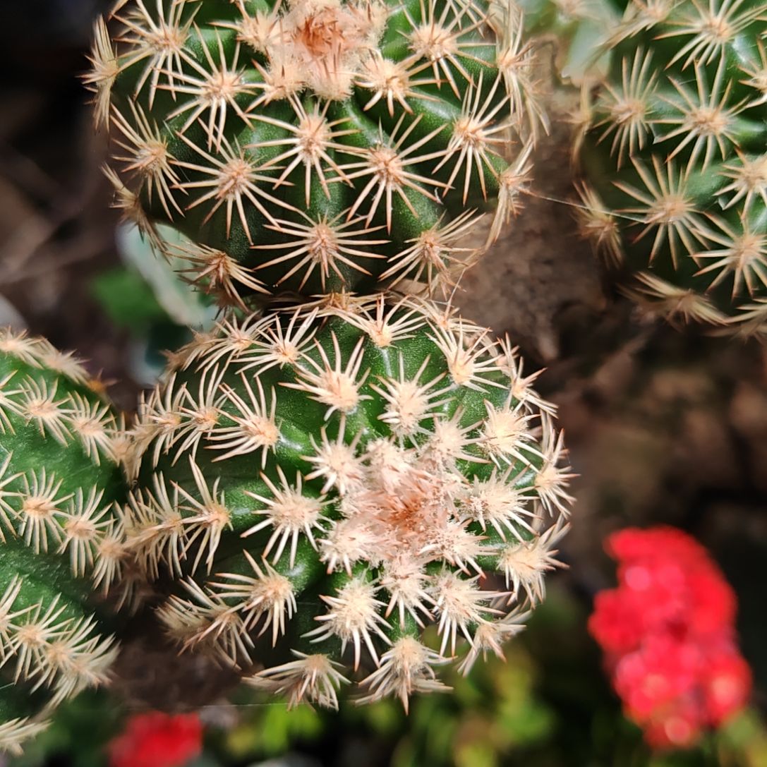 皇冠虾侧芽仙人球一对特