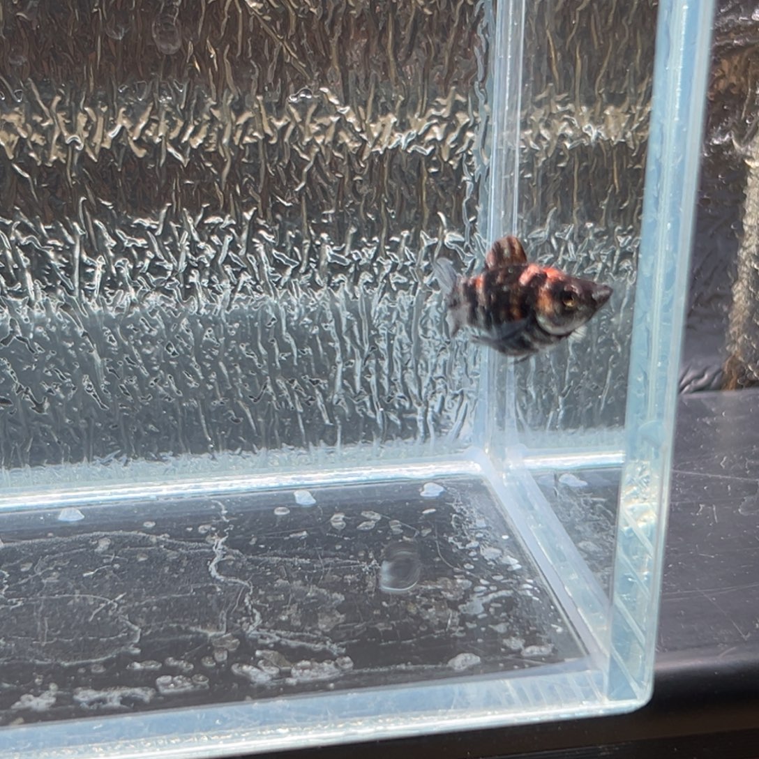 孔雀鱼玛丽鱼一条虎皮油画公