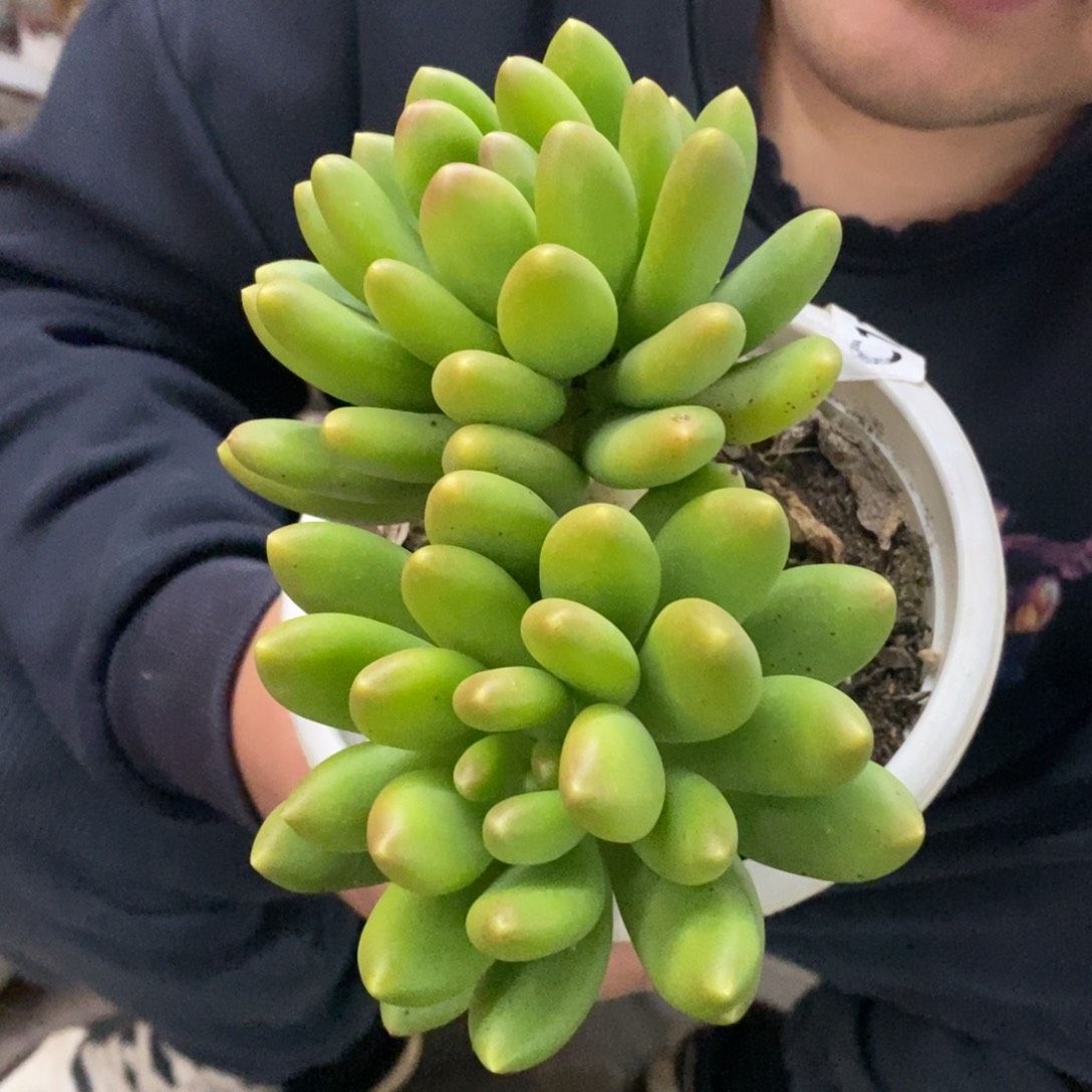 金蝉双头起发老桩