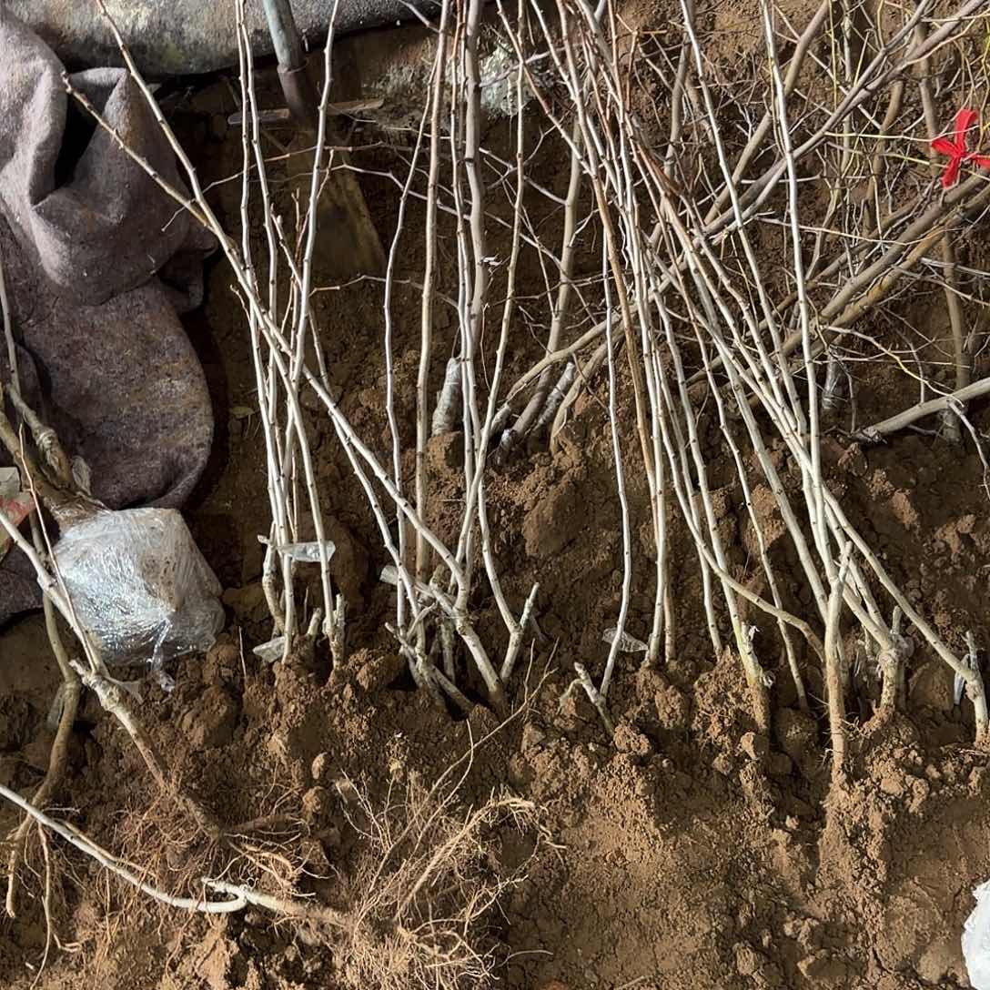 用***7黄果山楂树三颗，红果山楂树三颗