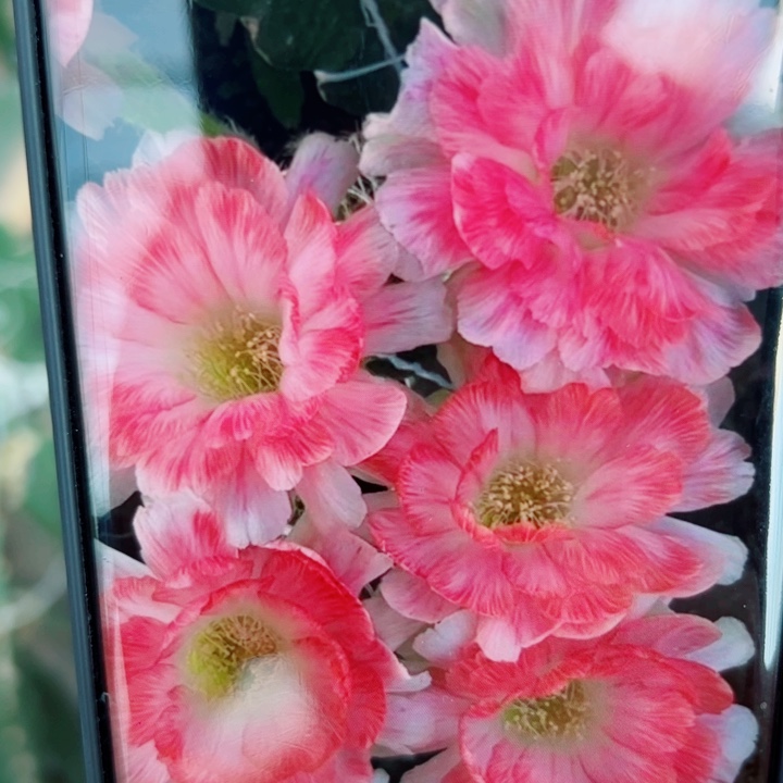 131丽花美花7歪无根侧芽2一3公分左右