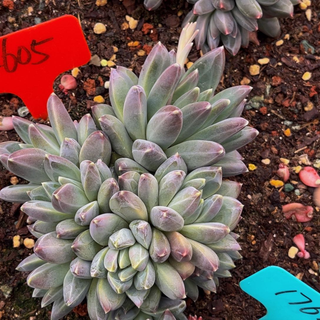 2605号上午多肉植物群生多肉