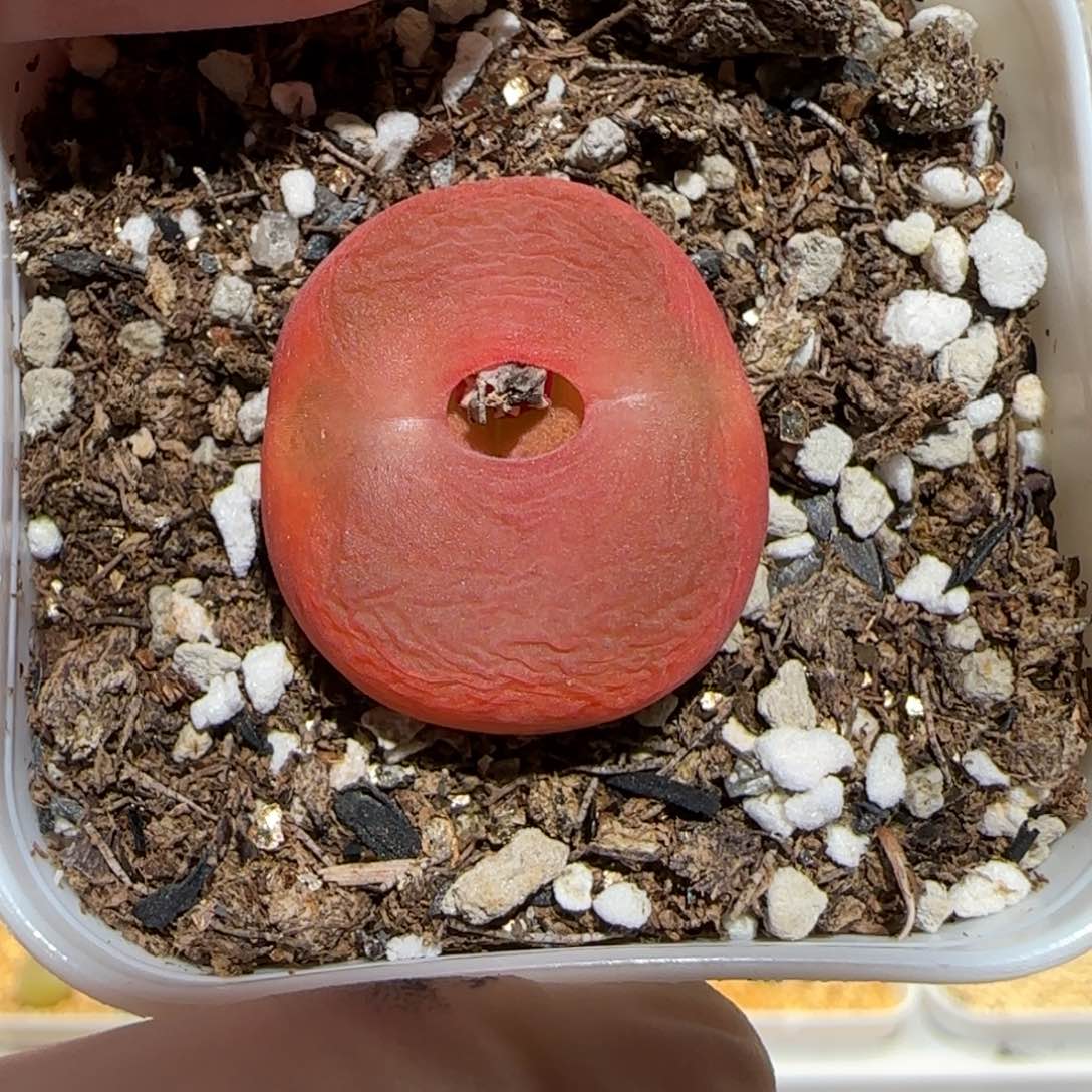 肉锥多肉植物百科-优选水蜜桃母本798