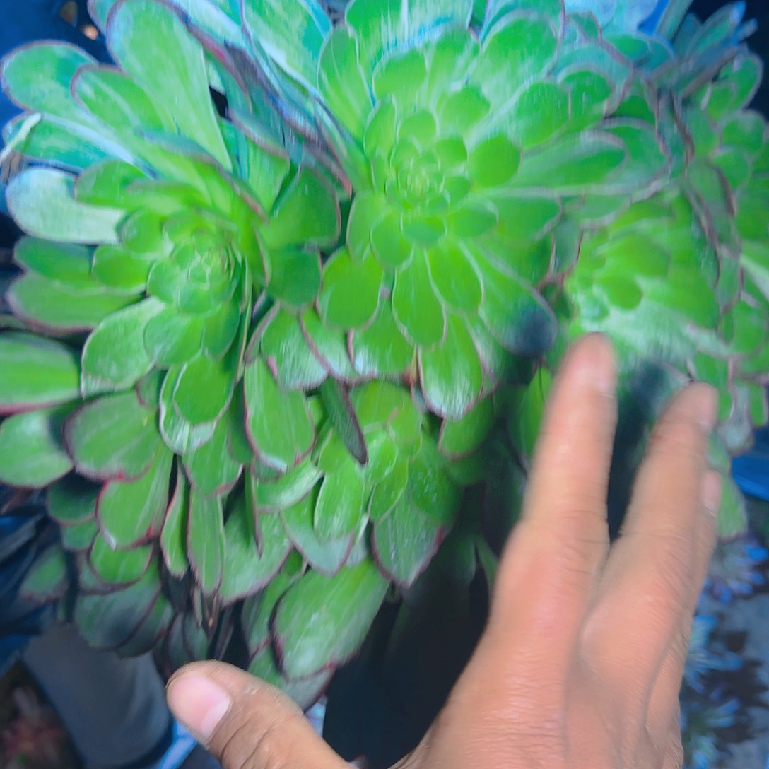 1091莲花座多肉哦哦哦