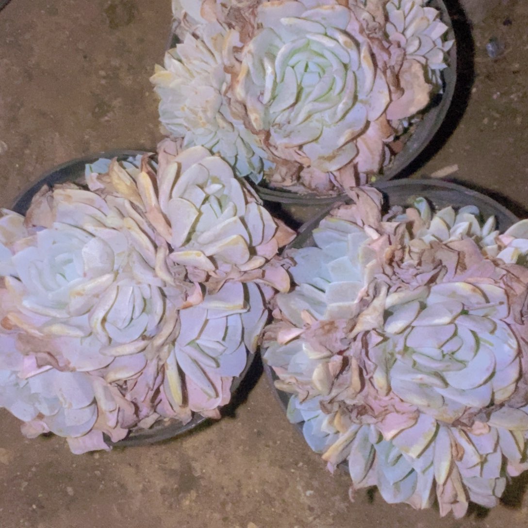 ****梓魄散了也不回个消息呢