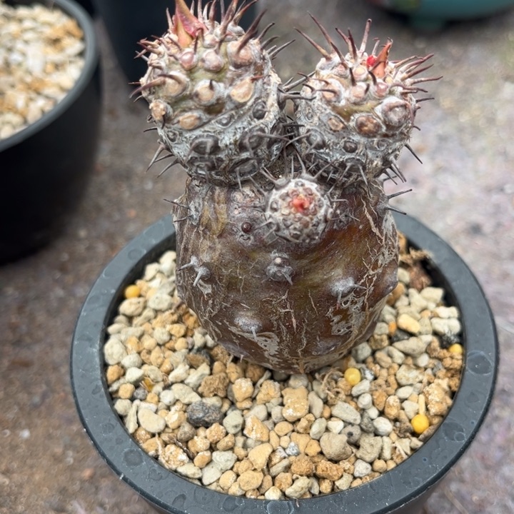 9923皮实好养好活