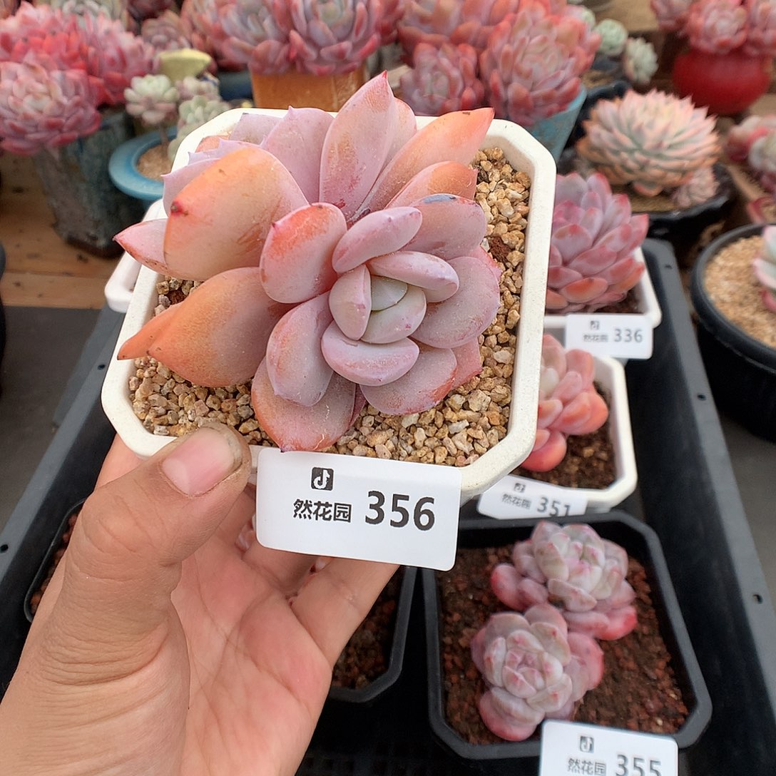 356奶茶多肉植物一物一拍