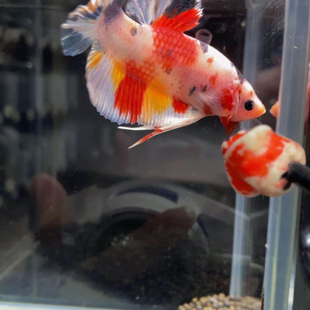 斗鱼528巨斗11111