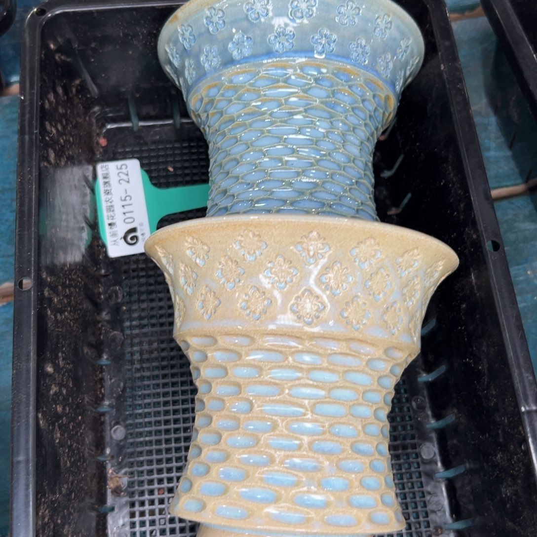 多肉一物一拍0115/225