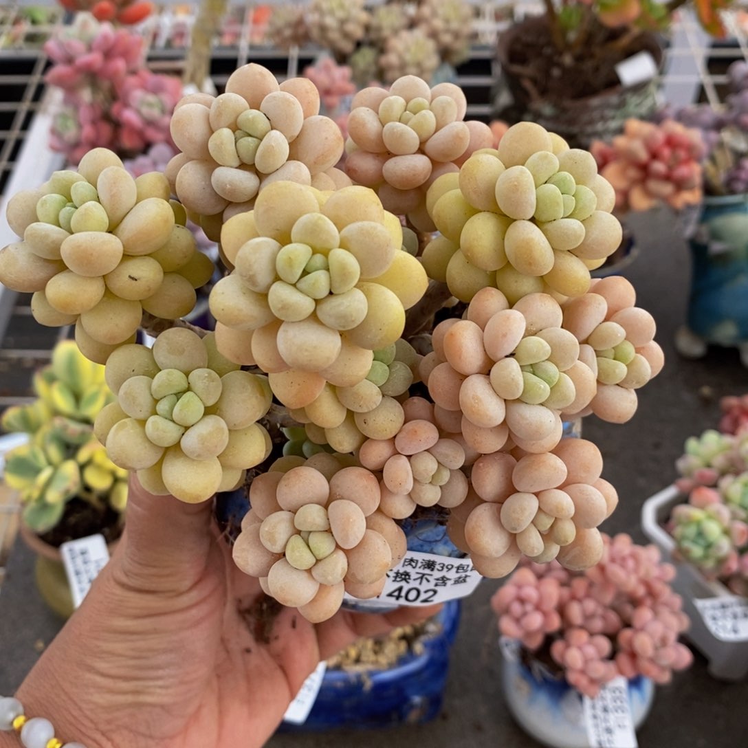 洛可可402/10cm多肉