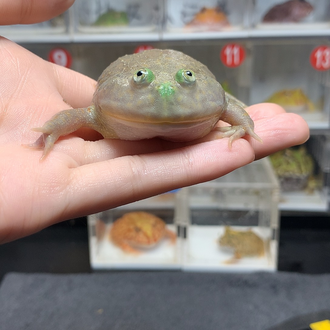 角蛙4083小丑小丑